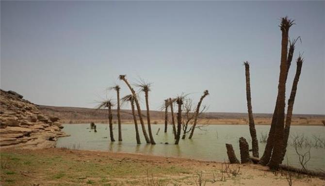 تساقط رؤوس النخيل في موريتانيا.. الجفاف يسرق بريق الوادي الأخضر